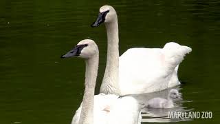 Swan Cygnets Swimming [upl. by Neelrahc535]