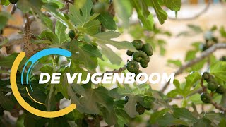 De Verkenners 27 De vijgenboom [upl. by Burty]