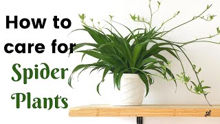 Spider Plant Care Guide [upl. by Rosen]