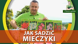 Jak sadzić mieczyki  Z PLANTĄ W OGRODZIE [upl. by Seta]