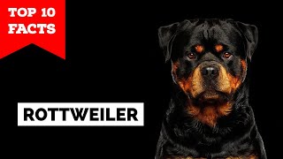 Rottweiler  Top 10 Facts [upl. by Ainadi369]