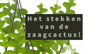 Zaagcactus stekken [upl. by Eibrik]