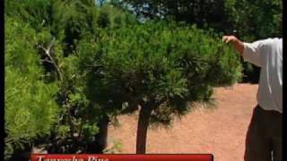 How To Choose The Right Evergreen Tree For Your Landscape [upl. by Verlie527]