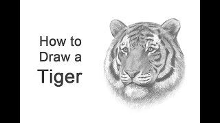 How to Draw a Tiger Head Detail [upl. by Eiloj]