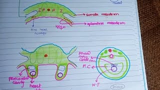 Development of Cardiovascular System l Formation of heart fields l Formation of heart tube [upl. by Bayly946]