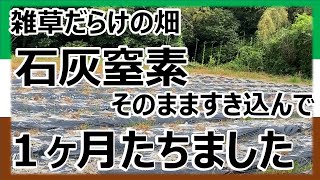 【石灰窒素】1ヶ月経ちました。雑草だらけの畑に石灰窒素を撒いて、そのまますき込んでから1ヶ月経ちました。 [upl. by Kylila]