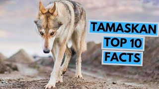 Tamaskan Dog  TOP 10 Interesting Facts [upl. by Ennahgiel]