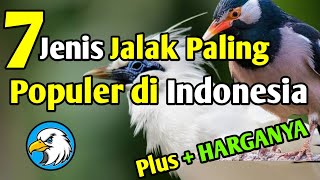 7 Jenis Burung Jalak Paling Populer di Indonesia Lengkap Dengan Harganya [upl. by Lingwood]