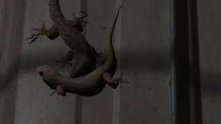 Wow Unbelievable lizards fighting on the wall [upl. by Meesak]