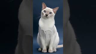 Tonkinese Cats 101 Amazing Cat Facts In 60 Seconds 🐱🕒 [upl. by Dwyer]