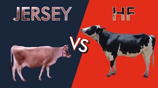 Jersey Vs HF Cow [upl. by Obediah]