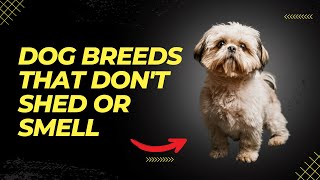 Top 6 Dog Breeds That Dont Shed or Smell  Small Dog Breeds That Dont Shed [upl. by Chaing563]