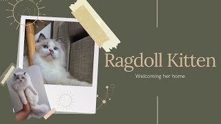 Bringing My New Ragdoll Kitten Home [upl. by Yacov]