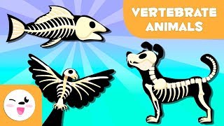 Vertebrate Animals for kids Mammals fish birds amphibians and reptiles [upl. by Eitsim654]