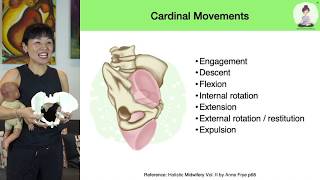 How your baby passes through your Pelvis during labor and birth [upl. by Odilia]