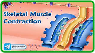 Skeletal Muscle Contraction and Relaxation Physiology Animation  Excitation Contraction Coupling 💪 [upl. by Hcelemile]