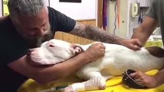 Man says goodbye to his dog after 14 years of friendship [upl. by Doyle]