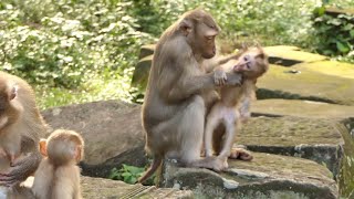 Mom Jolie show how to warning to Her baby in front Mom Luna and her Poor Baby [upl. by Nilra523]