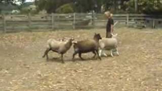 Australian Cattle Dogs Herding Sheep [upl. by Kurland]