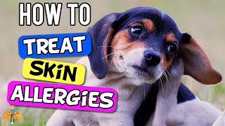 How to Treat Dog Skin Allergies the 6 Step Plan  Dog Health Vet Advice [upl. by Alyahsat]