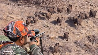 GREAT SHOTS TO WILD BOAR HERD EXTREME HUNTING ADVENTURE EXCITING DRONE SCENES [upl. by Nylloc]