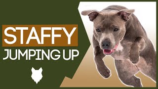 STAFFORDSHIRE BULL TERRIER TRAINING How To Stop Your Staffy From Jumping Up [upl. by Clough]