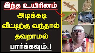 இந்த உயிரினம் அடிக்கடி வீட்டிற்கு வந்தால் கட்டாயம் பார்க்கவும்  veetil uyirinam vanthal enna palan [upl. by Primalia548]