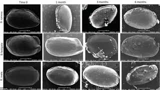 Michael Just Seed dormancy and germination of intractable southwest Australian Rutaceae [upl. by Robby]