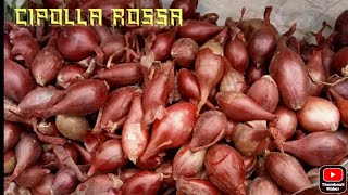 LA MESSA A DIMORA DEI BULBILLI DI CIPOLLA ROSSA [upl. by Elly459]