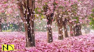 기분 좋아지는 밝은 음악 모음 💖 스트레스 해소음악 산뜻한 피아노 연주곡 기분전환 경쾌한 감성 피아노곡 잠깨는 공부음악독서휴식릴렉스 ♬ 기분좋은 힐링음악 10시간 [upl. by Ylelhsa]