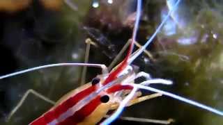 Skunk cleaner shrimp with eggs and a Peppermint Shrimp [upl. by Fu]