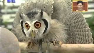 Meet the incredible Japanese transforming owl [upl. by Eelah]