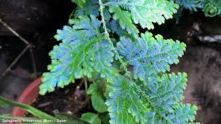 Selaginella Willdenowii Desv Baker  Ornamental Lianas  🇵🇦 Panama [upl. by Cowan]