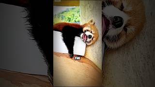 Meet Red panda panda short amazinganimals [upl. by Karlyn256]