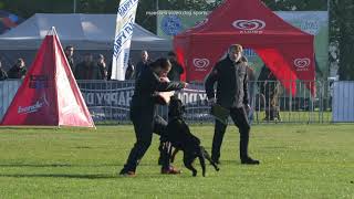 IFR Rottweiler Worldchampionship 2021 IGP [upl. by Map]