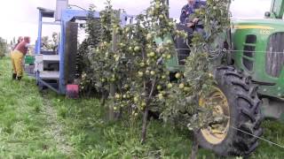 Mechanical Harvest of Cider Apples [upl. by Nairde]