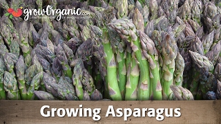 Growing Organic Asparagus From Root Crowns [upl. by Lazaro]