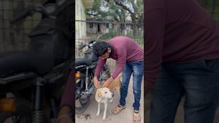 Please Save dogs support me ❤️🙏 santhu2425 karnataka dog doglover bangalore [upl. by Ilrebmyk]