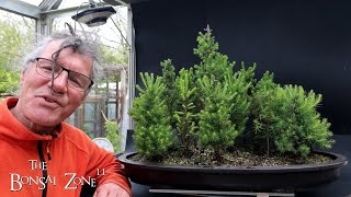 Pruning My Northern Bog Forest The Bonsai Zone May 2024 [upl. by Otrebire]