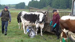 Dojenie na polu białogrzbietów Podlasie [upl. by Anaibaf969]