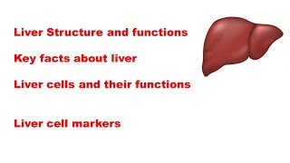 Liver Structure and function  Liver cells and liver cell markers and their functions [upl. by Ahsratal951]