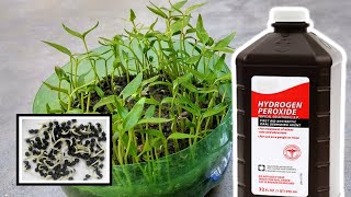 Hydrogen Peroxide and Perlite For Plants Germination Benefits [upl. by Darcee118]