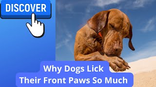 4 Reasons Dogs Lick Their Front PawsLegs [upl. by Hedva]