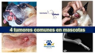 4 TUMORES MAS COMUNES EN MASCOTAS [upl. by Nived658]