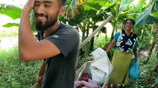 Sustainable Farming Harvesting Banana Blossoms [upl. by Ahsha]