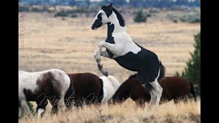 Wild Horses  Mustangs of Oregon [upl. by Aistek]