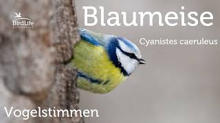 Vogelstimmen So singt die Blaumeise [upl. by Lajib928]