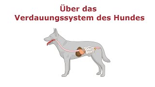 Über das Verdauungssystem des Hundes [upl. by Grazia]