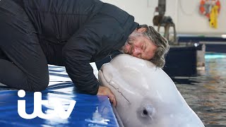 John Meets Beluga Whales At Shanghai Aquarium For The First Time  John Bishop’s Great Whale Rescue [upl. by Neram]