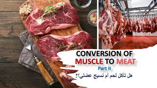 Lecture 10 Part II CONVERSION OF MUSCLE TO MEAT هل تأكل لحم أم نسيج عضلي؟ [upl. by Jones57]